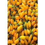 Tüplü Amber Sweet Altuni Sarı Gold Goji Berry Fidanı