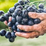 Tüplü Antep Karası Parmağı Kan Yapan Kurutmalık Sofralık Üzüm Fidanı