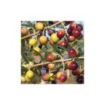 Tüplü Arbequina Zeytin Fidanı 17321660023