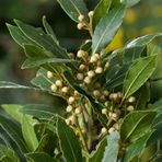 Tüplü Aromatik Defne (Laurus Nobilis) Fidanı (10 Adet)