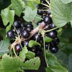 Tüplü Aromatik Rosenthals Siyah Frenk Üzümü Fidanı