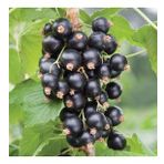 Tüplü Aromatik Verimli Siyah Rosenthals Frenk Üzümü Fidanı