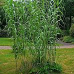Tüplü Arundo Donax Sazlık Kamışı Fidanı 80-120 Cm