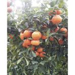 Tüplü Aşılı Aromatik Kokulu Verimli W.Murcot Mandalina Fidanı