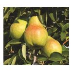 Tüplü Aşılı Aromatik Leziz Williams (Barlett) Armut Fidanı