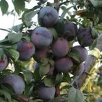 Tüplü Aşılı Bol Sulu Verimli Yarıbodur Black Amber Japon Erik Fidanı