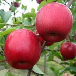Tüplü Aşılı Bol Sulu Yüksek Verimli Tam Bodur Fuji Zhen Aztek Elma Fidanı