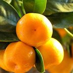 Tüplü Aşılı Bol Verimli Aromalı Sulu Miho Wase Mandalina Fidanı
