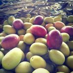 Tüplü Aşılı Çok İri Meyveli Domat Zeytin Fidanı