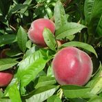 Tüplü Aşılı Geçci Bol Verimli İri Meyveli Q'Henry Şeftali Fidanı