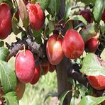 Tüplü Aşılı Geçci Çok İri Yarı Bodur Autumn Giant Japon Erik Fidanı
