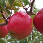Tüplü Aşılı Geçci Hoş Kokulu Verimli Yarı Bodur Pink Lady Elma Fidanı