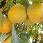 TÜPLÜ AŞILI KAKOLU CENNET MEYVESİ (HACHİYA)FİDANI