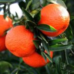 Tüplü Aşılı Klemantin Kokulu King Mandalina Yaş 1-2 Boy 90-110CM Soğuklara Dayanıklı