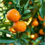 Tüplü Aşılı Klemantin Kokulu King Mandalina Yaş 3 Boy 110-130cm Soğuklara Dayanıklı