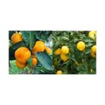 Tüplü Aşılı Kokulu Bodrum Mandalinası + Yediveren Limon Fidanı (2li Paket)