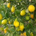 Tüplü Aşılı Lime Quat (Limon Kamkat) Fidanı 2 Yaş 90-110 Cm Boy
