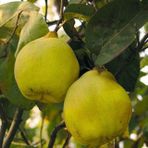 Tüplü Aşılı Limon Ayva Fidanı