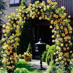 Tüplü Aşılı Perfect Yellow Fuldane Sarı Kokulu Sarmaşık Yediveren Gül Fidanı