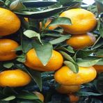 Tüplü Aşılı Rize Satsuma Mandalina Fidanı