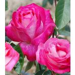 Tüplü Aşılı Rose Dot Pembe Beyaz Yediveren Kokulu Gül Fidanı