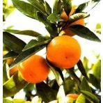 TÜPLÜ AŞILI SATSUMA MANDALİNA FİDANI YAŞ 1-2 BOY 90-110CM