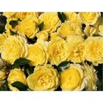 Tüplü Aşılı Yediveren Sarı Lemon Pompon Gül Fidanı