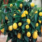 Tüplü Aşılı Yüksek Verimli Bol Sulu Mayer Limon Fidanı