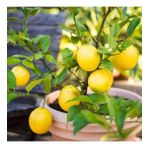 Tüplü Aşılı Yüksek Verimli Bol Sulu Üzeri Meyveli Mayer Limon Fidanı