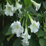 Tüplü Beyaz Brugmansia Meleklerin Borozanı Fidanı