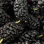 Tüplü Black Lion Kara Dut Fidanı
