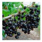 Tüplü Black Rosenthals Siyah Frenk Üzümü Fidanı