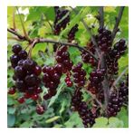 Tüplü Black Tokat 3 Frenk Üzümü Fidanı