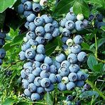 Tüplü Blueberry Yaban Mersini Fidanı