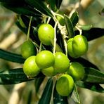 Tüplü Bodur Arbequına Zeytin Fidanı
