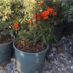 Tüplü Bodur Ateşdikeni Fidanı Bonsai İçin Uygun Bitki