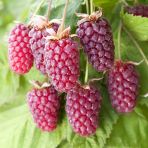 Tüplü Böğürtlen Ahududu Melezi Aromatik Loganberry Fidanı