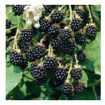Tüplü Bol Verimli Boysenberry Böğürtlen Fidanı