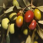 Tüplü Büyük Meyveli Sarı Ulak Zeytin Fidanı