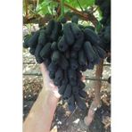 Tüplü Çekirdeksiz Finger Black Üzüm Fidanı