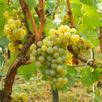 Tüplü Chardonnay Üzüm Asma-Bağ Fidanı