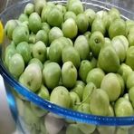 Tüplü Çil Topak Tavşan Yüreği Zeytin Fidanı