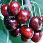 Tüplü Çok İri Meyveli Bing Kiraz Fidanı