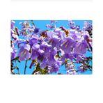 Tüplü Dünyanın En Hızlı Büyüyen Agacı Paulownia Pavlonya Fidanı