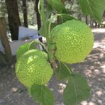 Tüplü Ender Tür Yalancı Portakal Ağacı (Maclura Pomifera) Fidanı