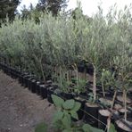 Tüplü Gemlik Zeytin Fidanı - 2 Yaş