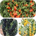 Tüplü Goji Berry Fidanı Paketi Siyah-sarı-kırmızı Tek Pakette