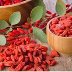 Tüplü Goji Berry Kurt Üzümü Fidanı (10 Adet)