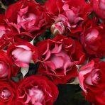 Tüplü Goncalı Özel Rose Der Einheit Yediveren Gül Fidanı