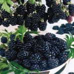Tüplü Herdem Yeşil Thornless Evergreen Böğürtlen Fidanı